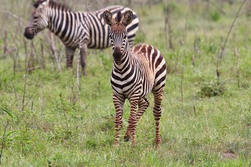 Zebra, Zebras Serengeti, Tanzania, Africa