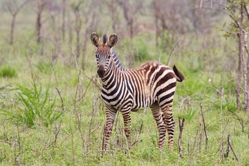 Zebra, Zebras Serengeti, Tanzania, Africa