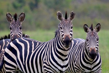 Fototapeta premium Zebra, Zebras Serengeti, Tanzania, Africa