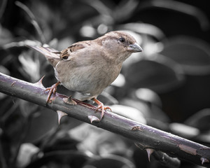 the little birds sunbathing in winter