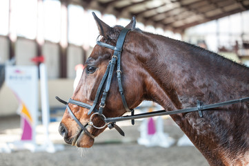 a horse's head