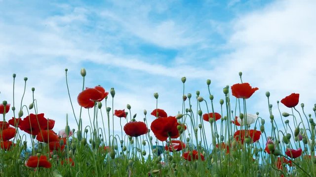 Papaver rhoeas flower. Royalty high quality free stock footage of papaver rhoeas flowers. Papaver rhoeas is an annual herbaceous species of flowering plant in the poppy family, Papaveraceae