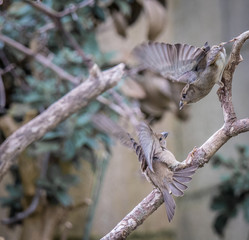 the sparrows fight over breakfast!