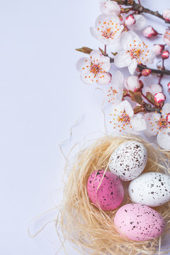 View of colorful pink and white freckled Easter eggs in a straw nest with spring tree branches blooming with white flowers on white background, Happy Easter background
