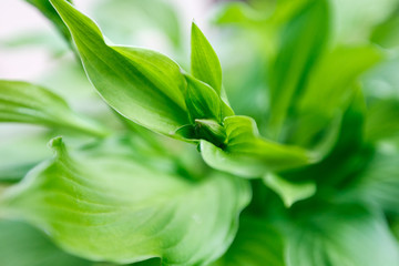 Leaves Hosta Drops Rain Close-up