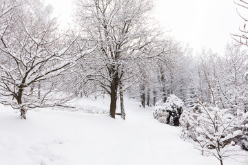 Fototapeta na wymiar Winter mountain trees on winter mountain background landscape.