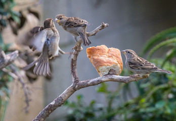 the sparrows fight over breakfast!