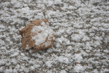 Frost leaves, frozen leaves