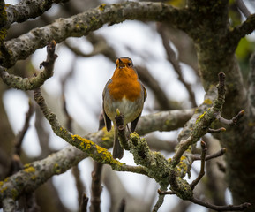 Spring arrives announced by the little birds!