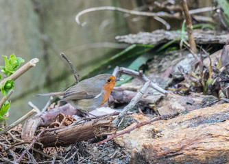 Spring arrives announced by the little birds!