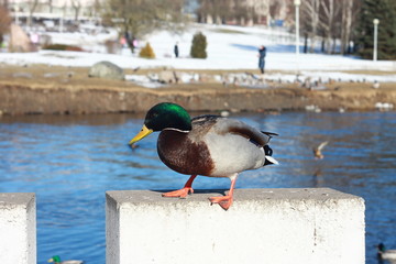 Утка на весенней набережной