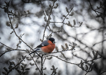 Spring arrives announced by the little birds!