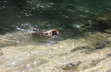 Fototapeta premium a small, red dog, the Pekingese. It floats in a mountainous, transparent river.