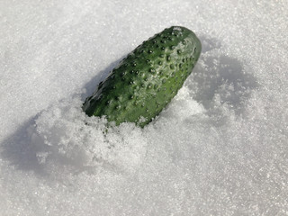 cucumber on the snow