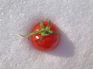 tomato on the snow