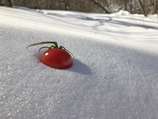 tomato in the snow