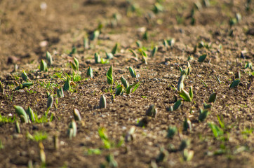 チューリップの芽