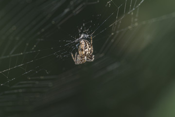European garden spider, Araneus diadematus, cross spider