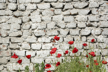Deteriorating brick wall painted and poppy flowers