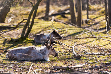 Obraz premium Reindeer in Forest