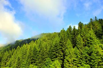 brouillard sur les montagnes vosgiennes ensoleillées