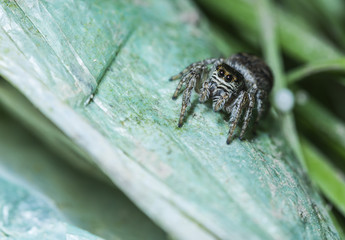 Jumping Spider sitting on a leaf Close-up Jumping Spider