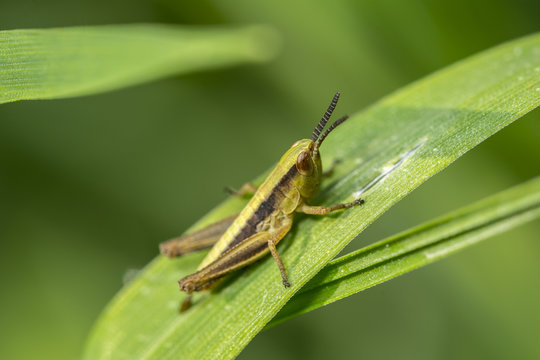 Grashopper is sitting on the fresh leaf