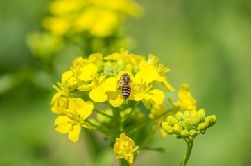 菜の花とミツバチ