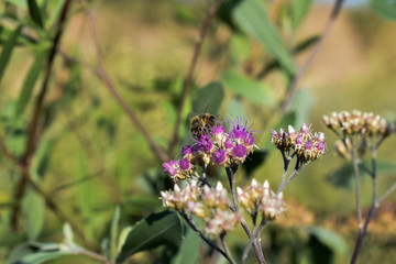 abejas en primavera