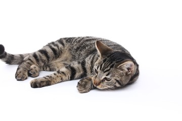 Cute cat