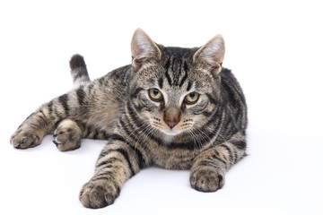 Obraz premium Cute cat