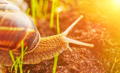 beautiful natural snail