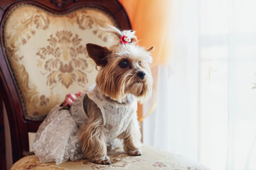 cute little dog sitting in a suit under bride dress