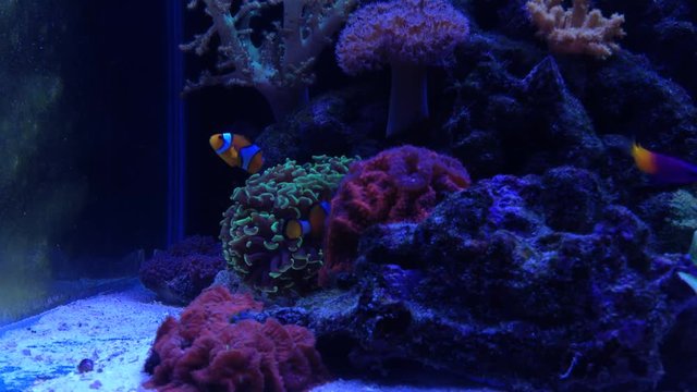 Euphyllia and fish colorfull lps coral in saltwater aquarium 