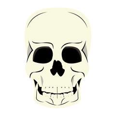 Human skull cartoon vector illustration graphic design