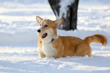 small dog with a yellow ball in the teeth plays in the snow