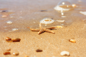 Starfish (species Asterias rubens) with shingle, view close-up on a coastal sea sand after the tide. The Bay of Biscay, Atlantic coast of France.