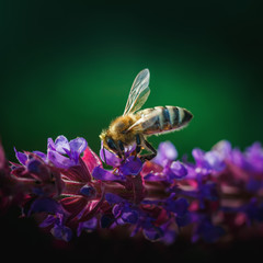 Spring flowering, pollination by bees. Close-up, bright, toned photo, fruit blossoming tree branches. Honeybees collect nectar and pollen. Signs of spring.