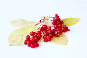Red ripe schisandra isolated on white. Natural vitamins