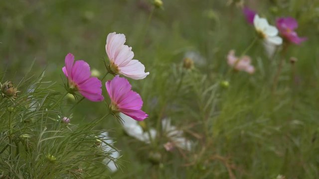 Cosmos flower. Royalty high quality free stock footage of beautiful pink cosmos flowers blooming in garden. Cosmos flower are herbaceous perennial plants or annual plants growing tall