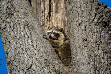 Raccoon in Hollow Tree