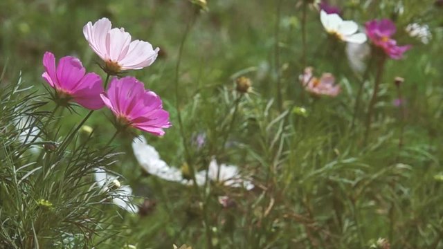 Cosmos flower in . Royalty high quality free stock footage of beautiful pink cosmos flowers blooming in garden. Cosmos flower are herbaceous perennial plants or annual plants growing tall