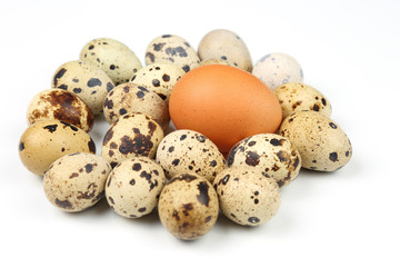 different quail and chicken eggs lie on white background.