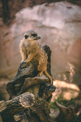 meerkat