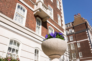 Pot with violet flower in white stone with restored luxury Victorian houses in red bricks and white finishing in Kensington and Chelsea, London, UK