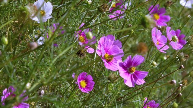 Cosmos flower. Royalty high quality free stock footage of beautiful pink cosmos flowers blooming in garden. Cosmos flower are herbaceous perennial plants or annual plants growing tall