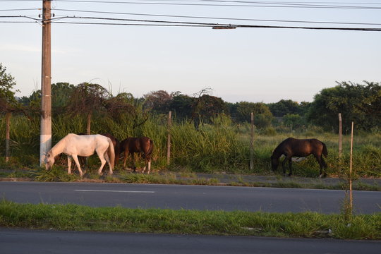 Cavalo pastando na margem da rodovia