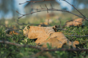 Pile of logs laying on the ground in a sunny spring day. Stacked chopped firewood. 