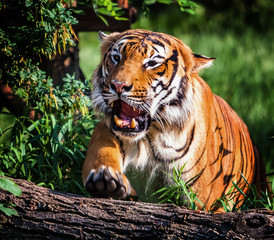 Obraz premium Tygrys sumatrzański