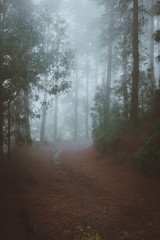Naklejka premium Road in a mysterious pine forest. Rainy and misty weather near Cova crater on Santo Antao Island, Cape Verde
